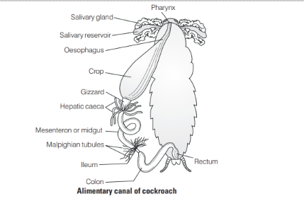 Alimentary canal of cockroach