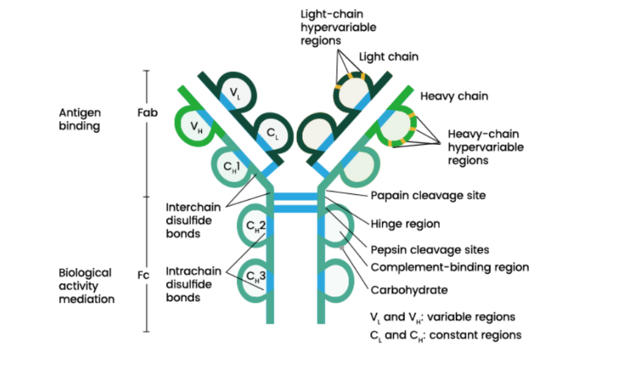 Antibody structure
