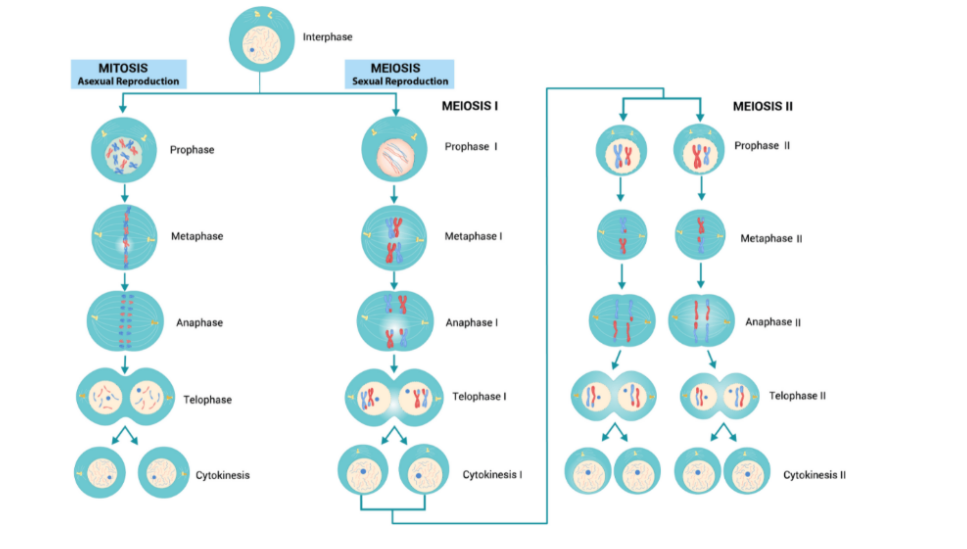 cell cycle