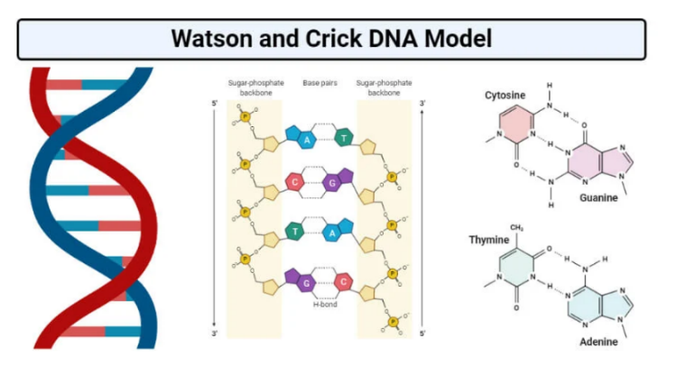 DNA double helix (Watson–Crick model
