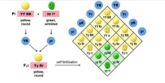Dihybrid cross Pedigree analysis