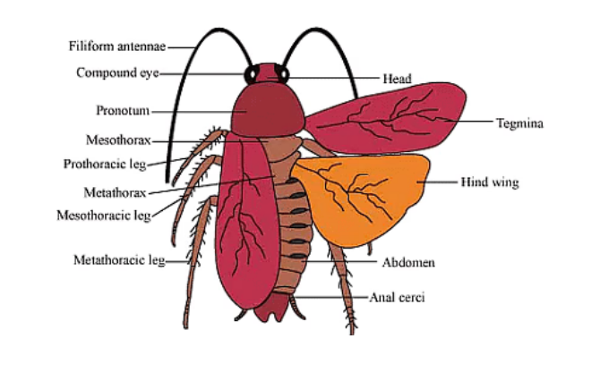 External feature of cockroach