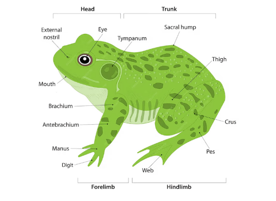 External features of frog