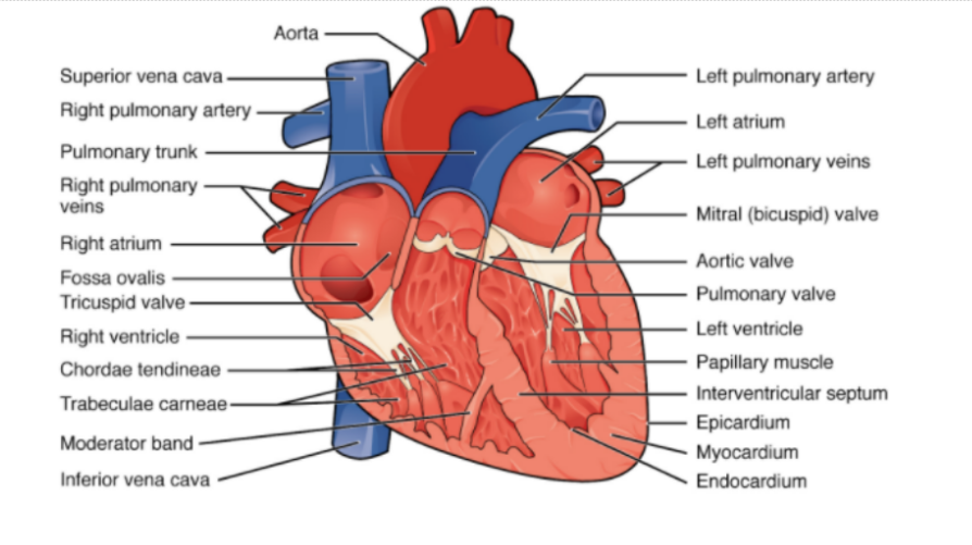 Heart (internal structure)