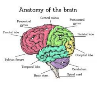 Human brain