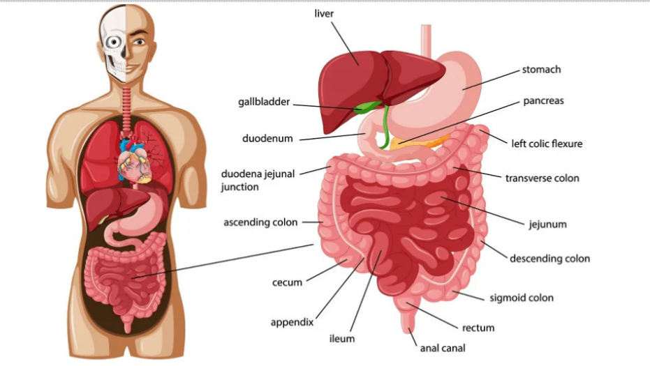 Human digestive system