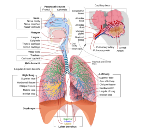 Human respiratory system