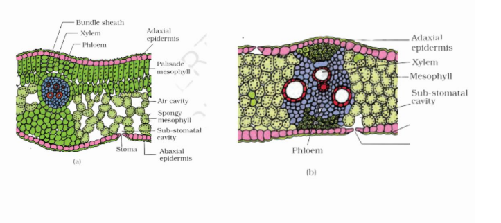 Leaf anatomy (dicot and monocot)