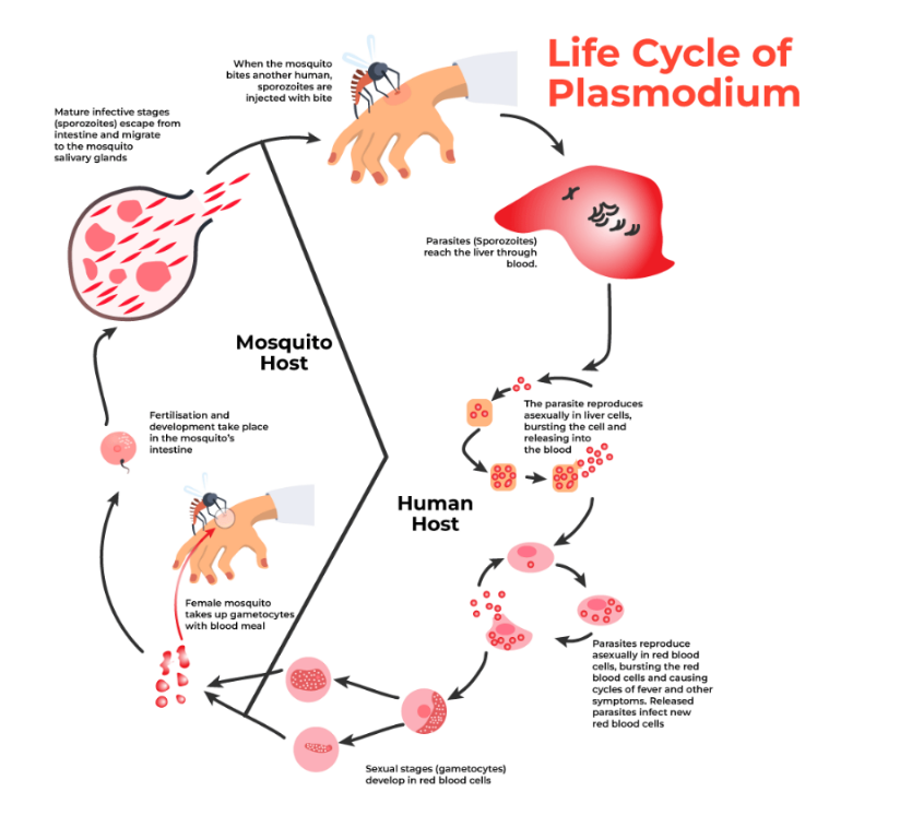 Life cycle of Plasmodium