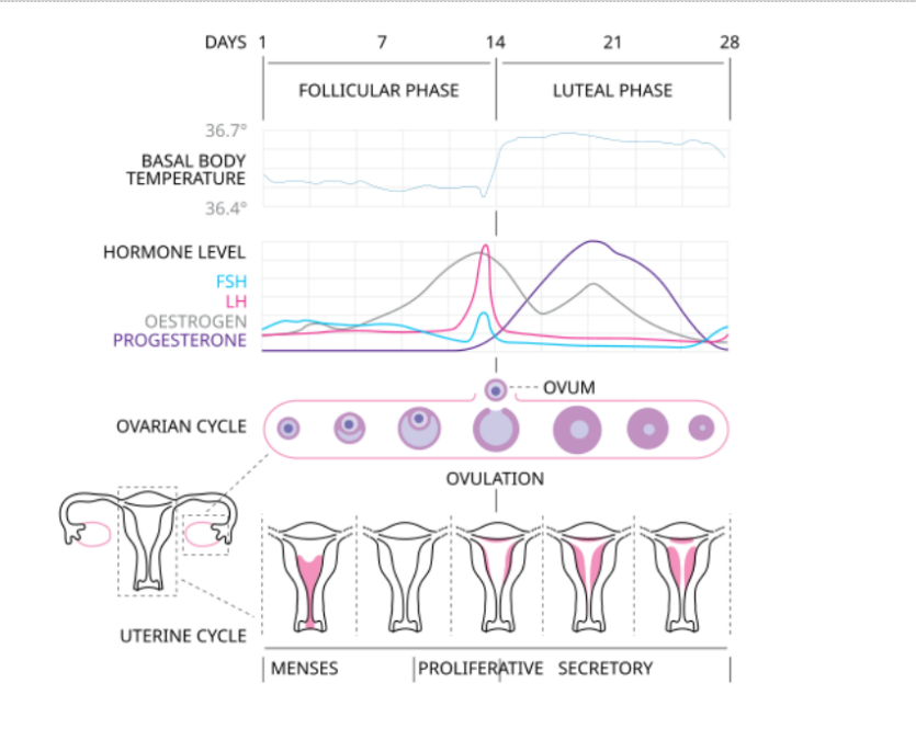 Menstrual cycle