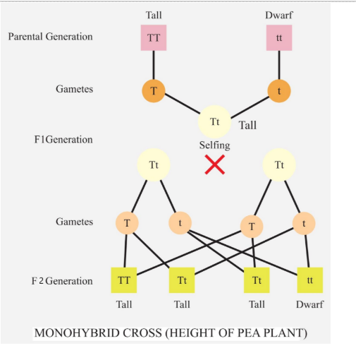 Monohybrid cross