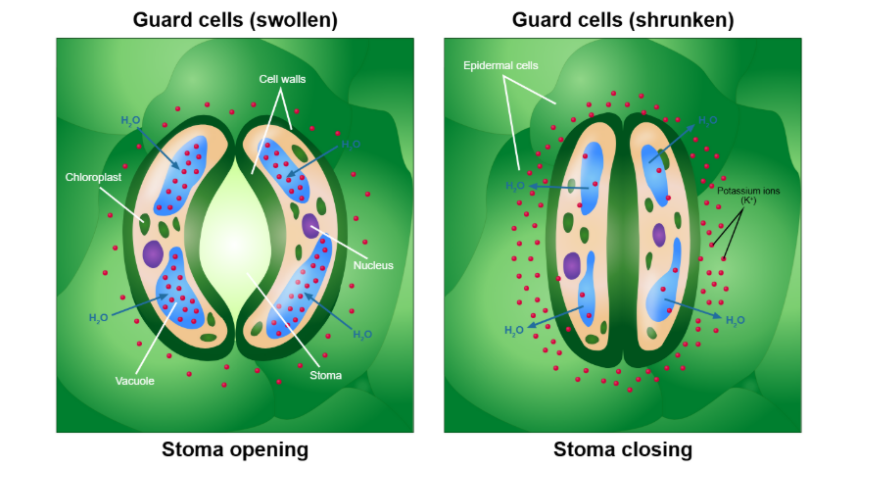 Opening and closing of stomata