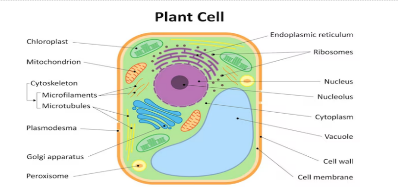 Plant cell diagram