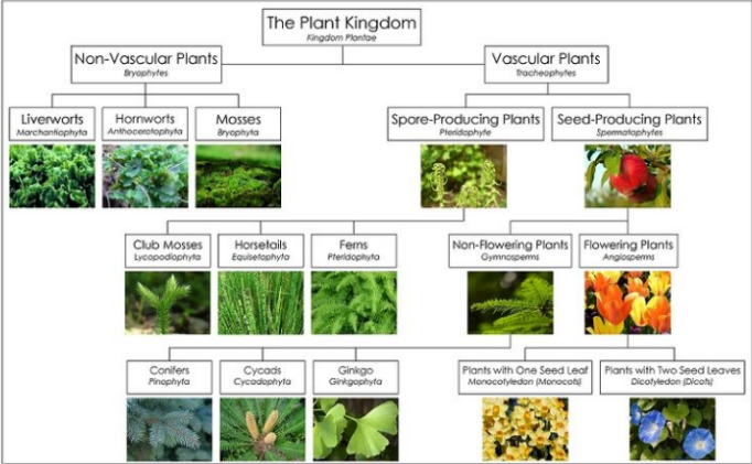 Plant kingdom