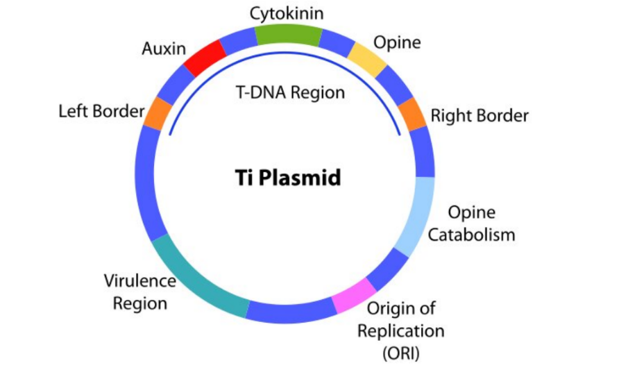 Plasmid vector