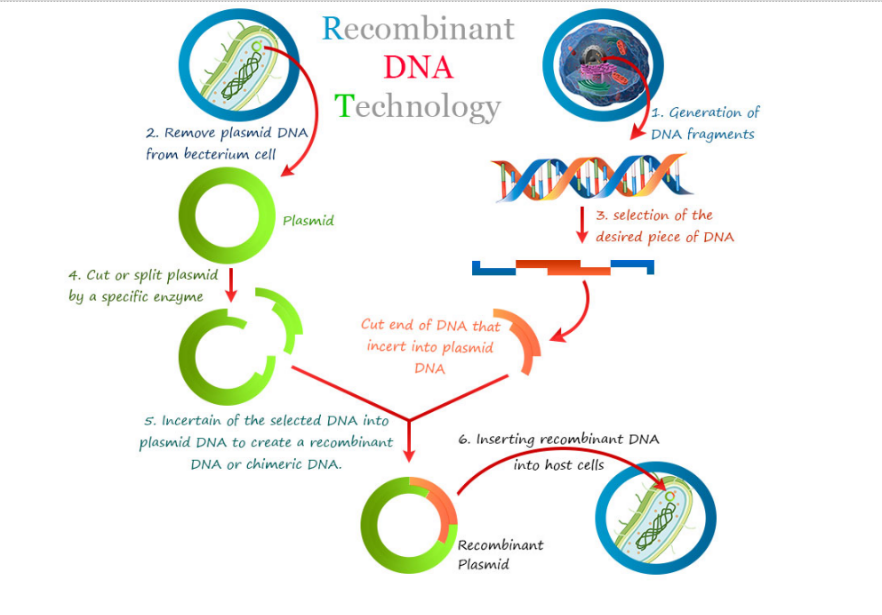 Recombinant DNA technology