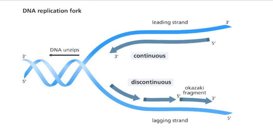 Replication fork
