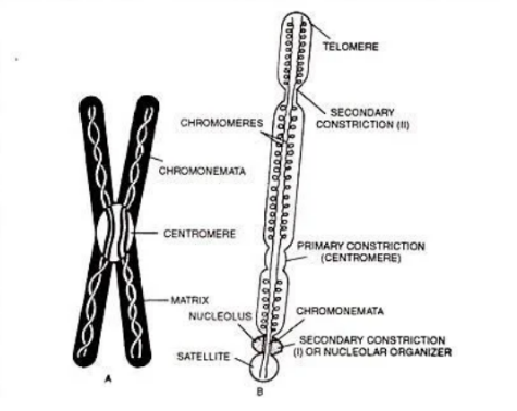 Structure of chromosome