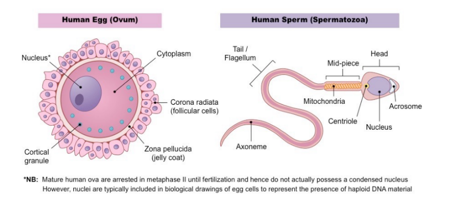 Structure of sperm & ovum