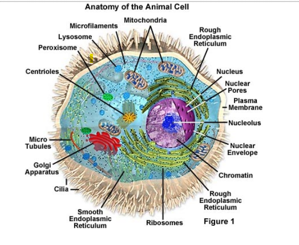animal cell