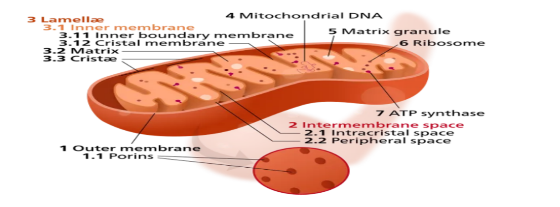 Mitochondria
