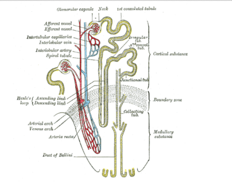 nephron