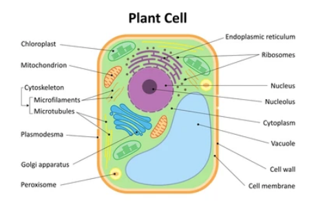 plant cell