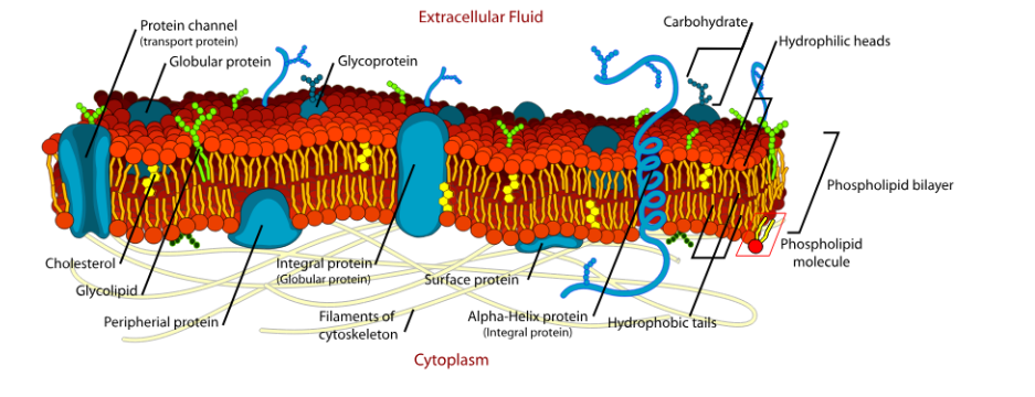 plasma membrane